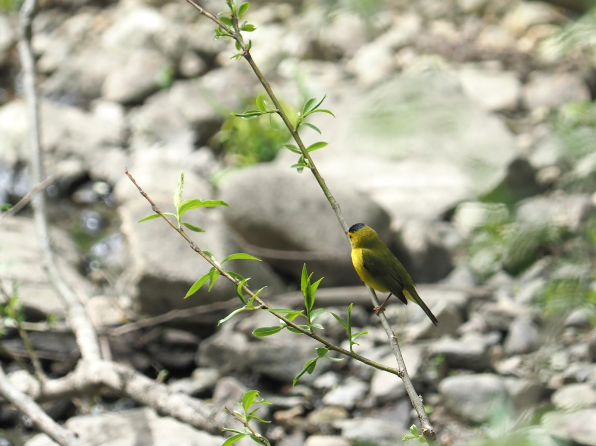 Wilson's Warbler - Bill Bunn