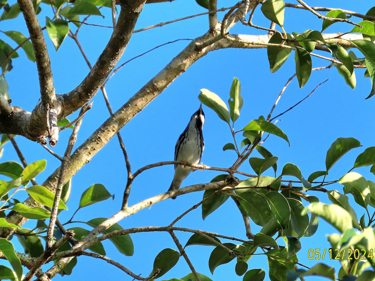 Blackpoll Warbler - kathy hart
