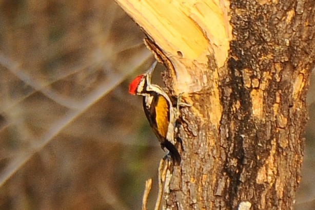 White-naped Woodpecker - ML618892866