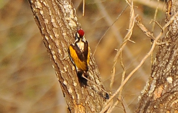 White-naped Woodpecker - ML618892867