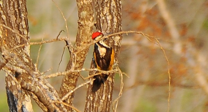 White-naped Woodpecker - ML618892868