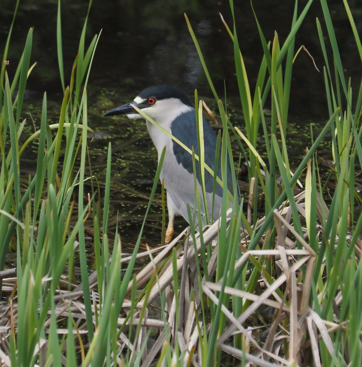 Black-crowned Night Heron - ML618892902