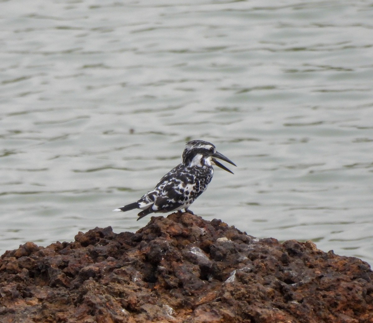 Pied Kingfisher - ML618892908