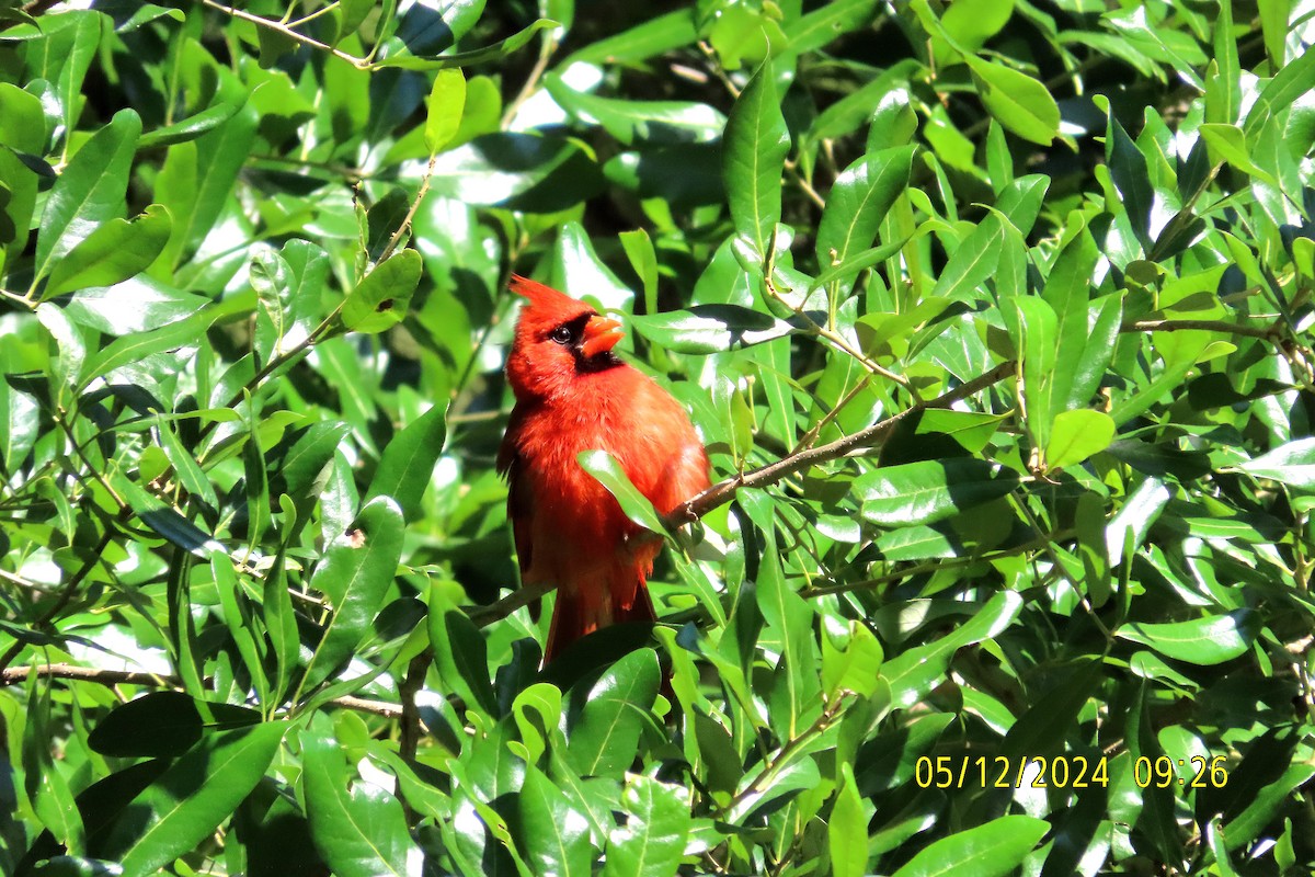 Northern Cardinal - kathy hart