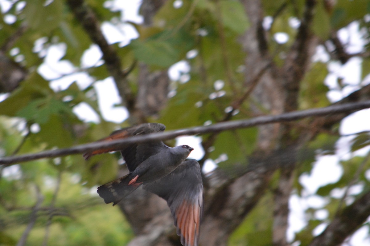 Plumbeous Kite - ML618892934