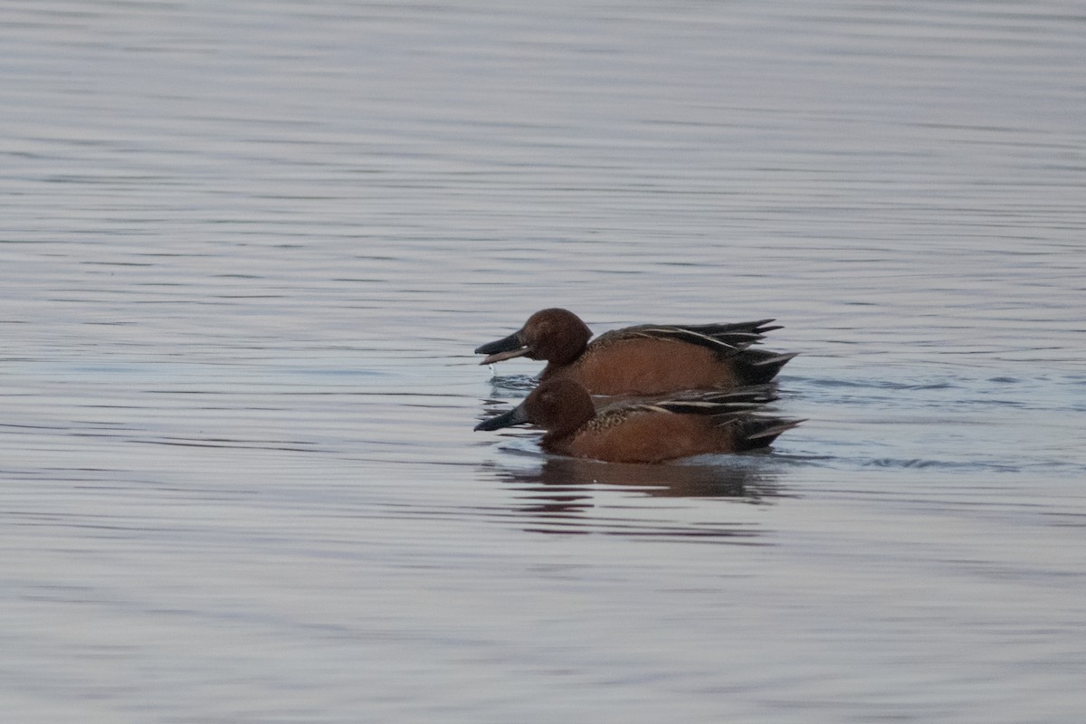 Cinnamon Teal - Annie Beckstrand