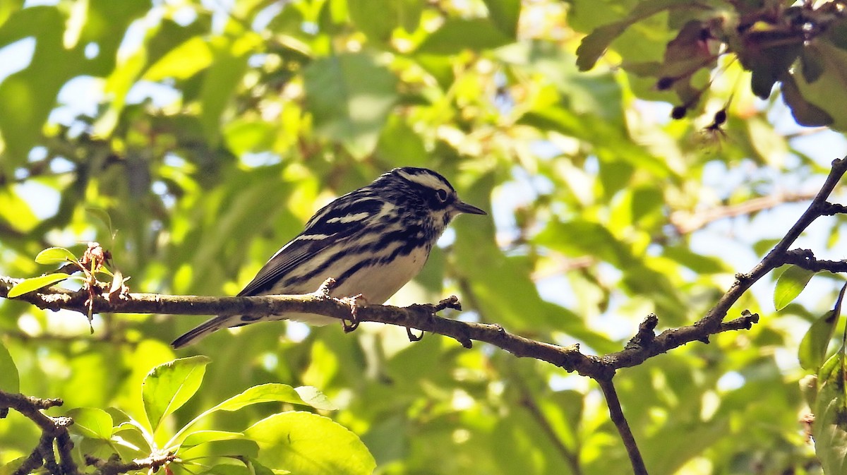 Black-and-white Warbler - Douglas Cioffi