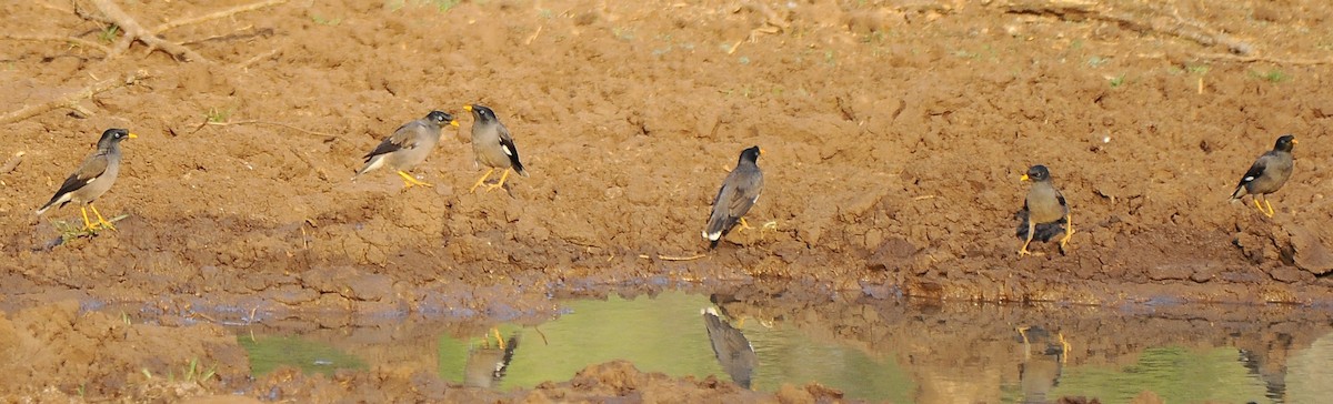 Jungle Myna - JOE M RAJA