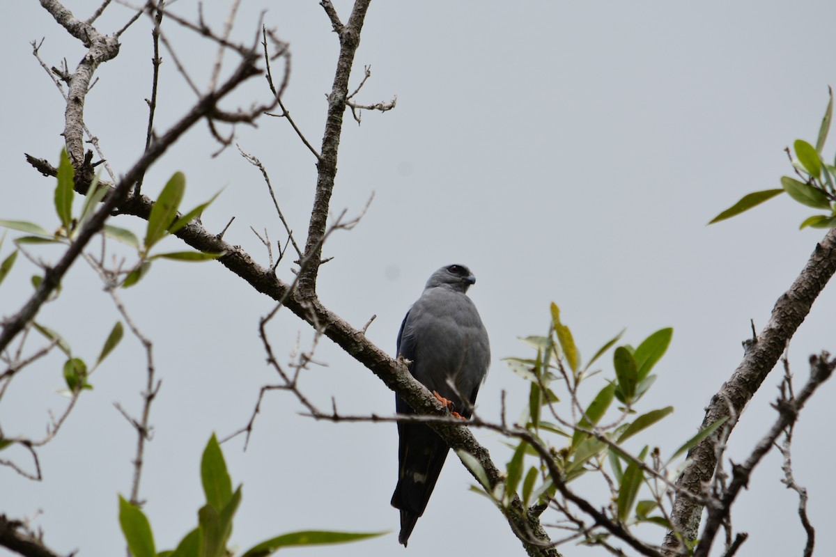 Plumbeous Kite - Xavier Ragbir