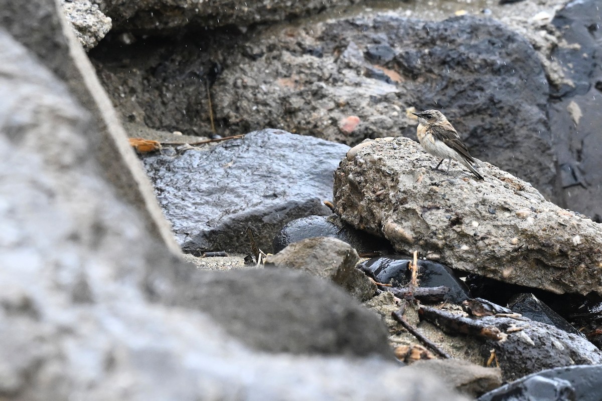 Western Black-eared Wheatear - ML618893023