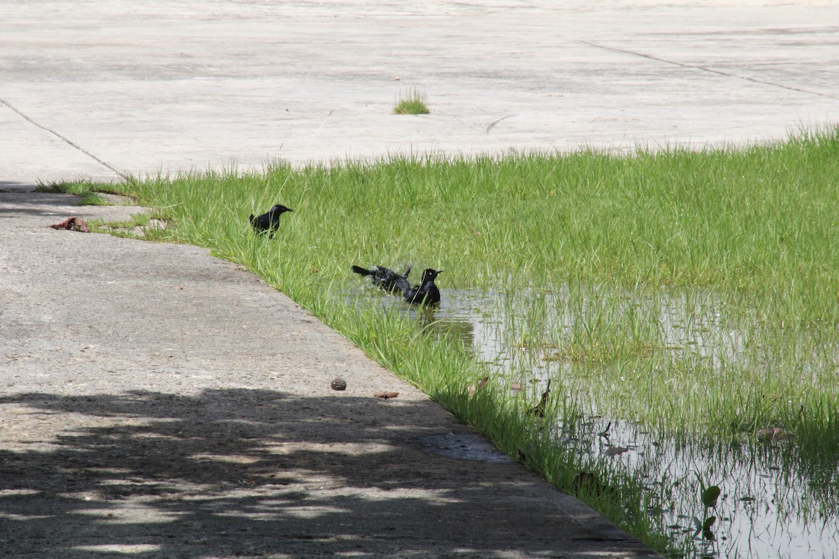 Greater Antillean Grackle - Juan Rosa