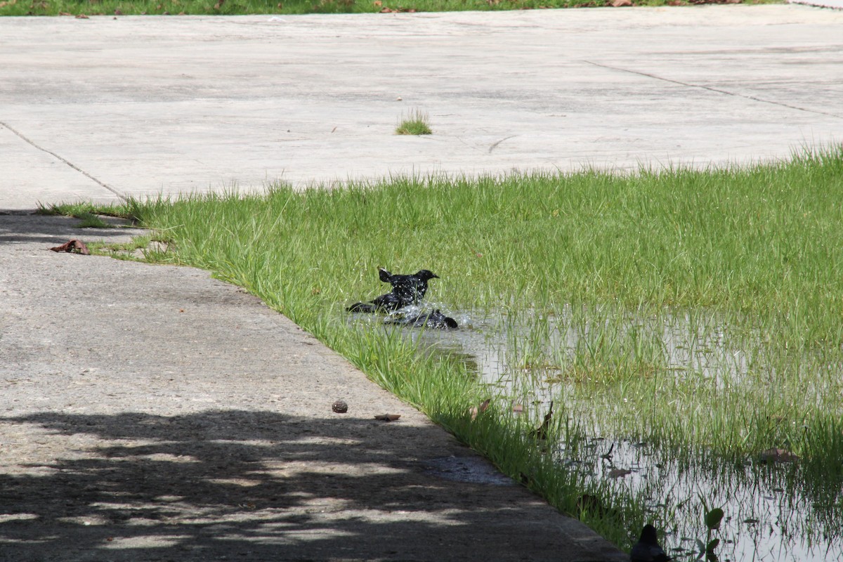 Greater Antillean Grackle - Juan Rosa