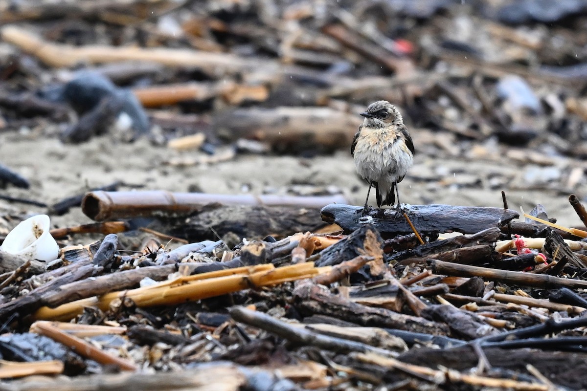 Western Black-eared Wheatear - Paul Dufour