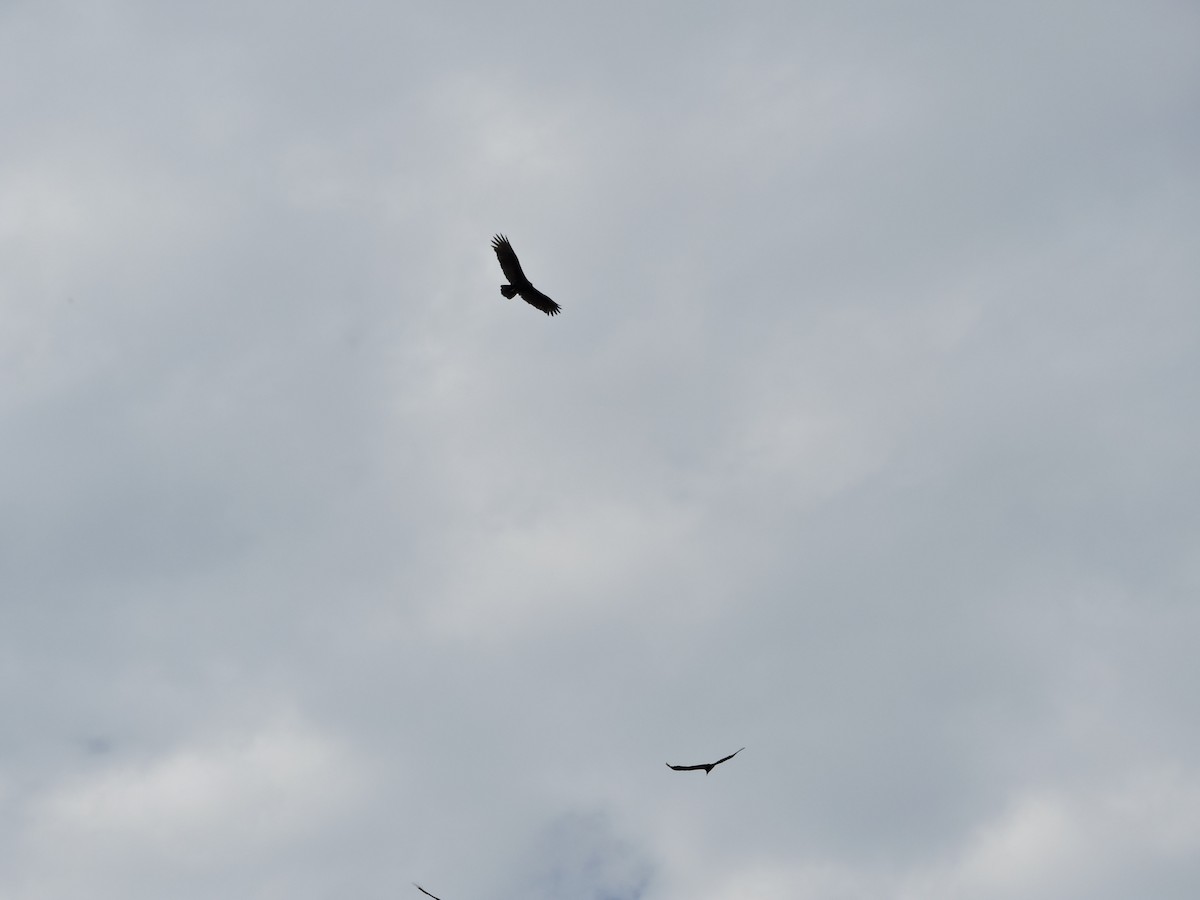 Greater Yellow-headed Vulture - Gerardo Javier Gaviria Cuellar