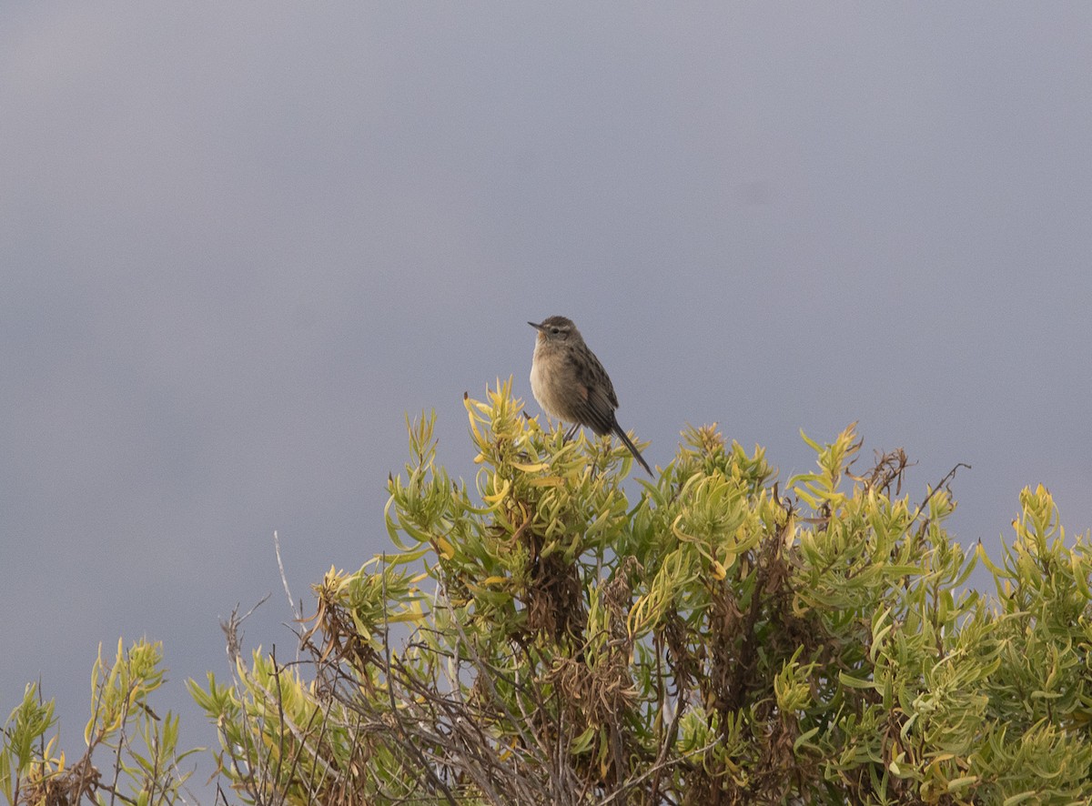 Austral Canastero - ML618893071