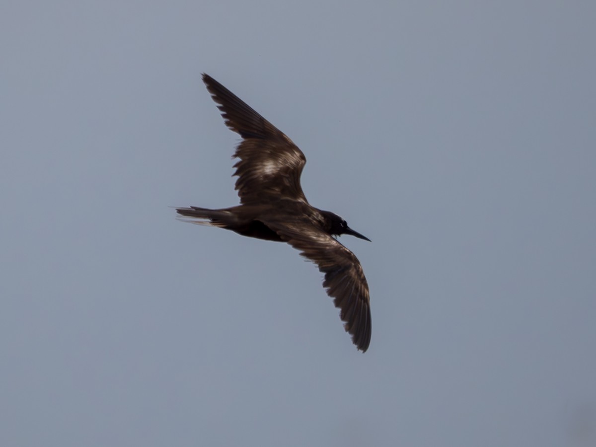 Black Noddy - ML618893078