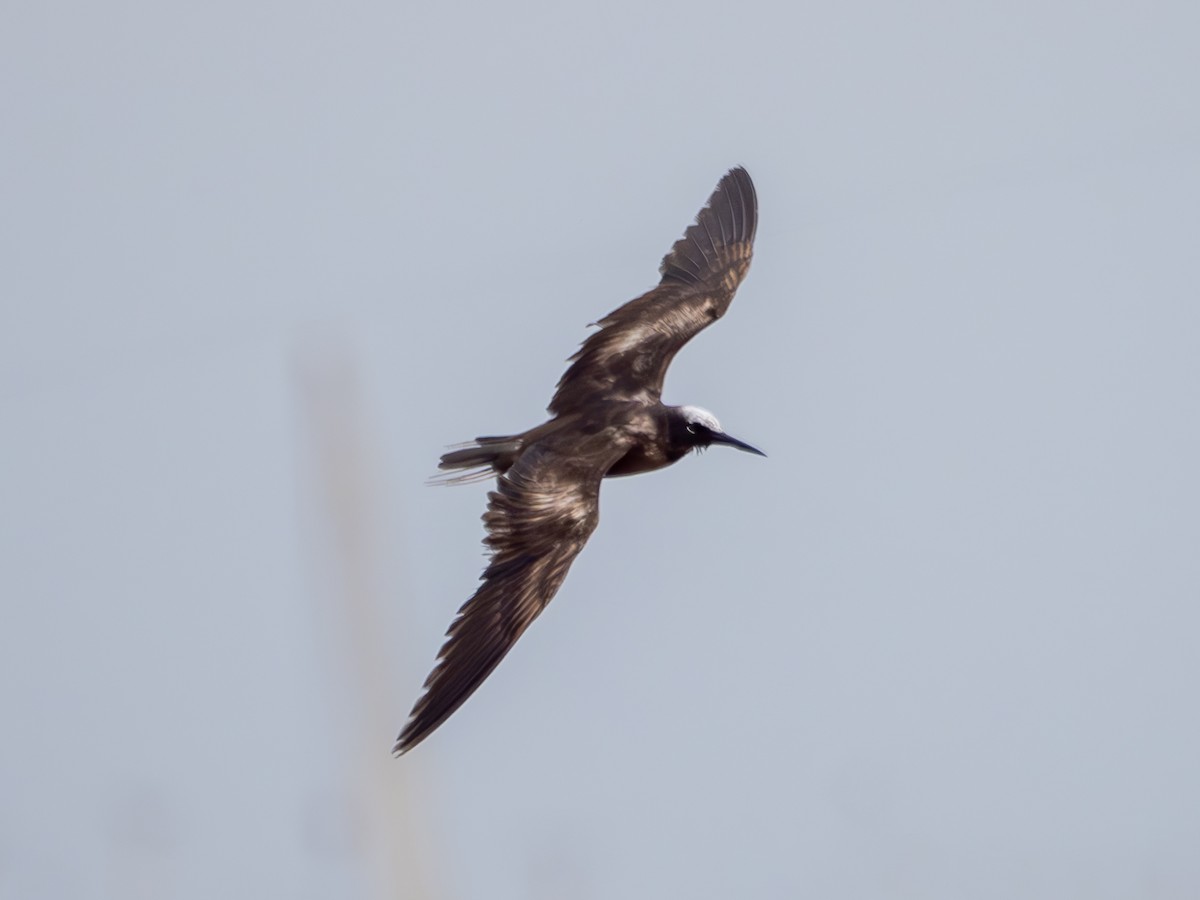 Black Noddy - ML618893079