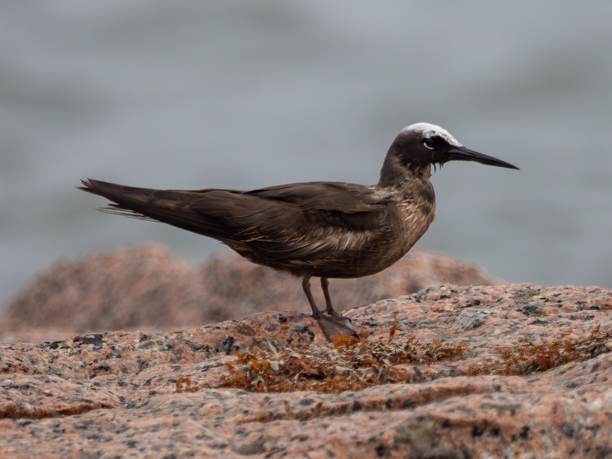 Black Noddy - ML618893080