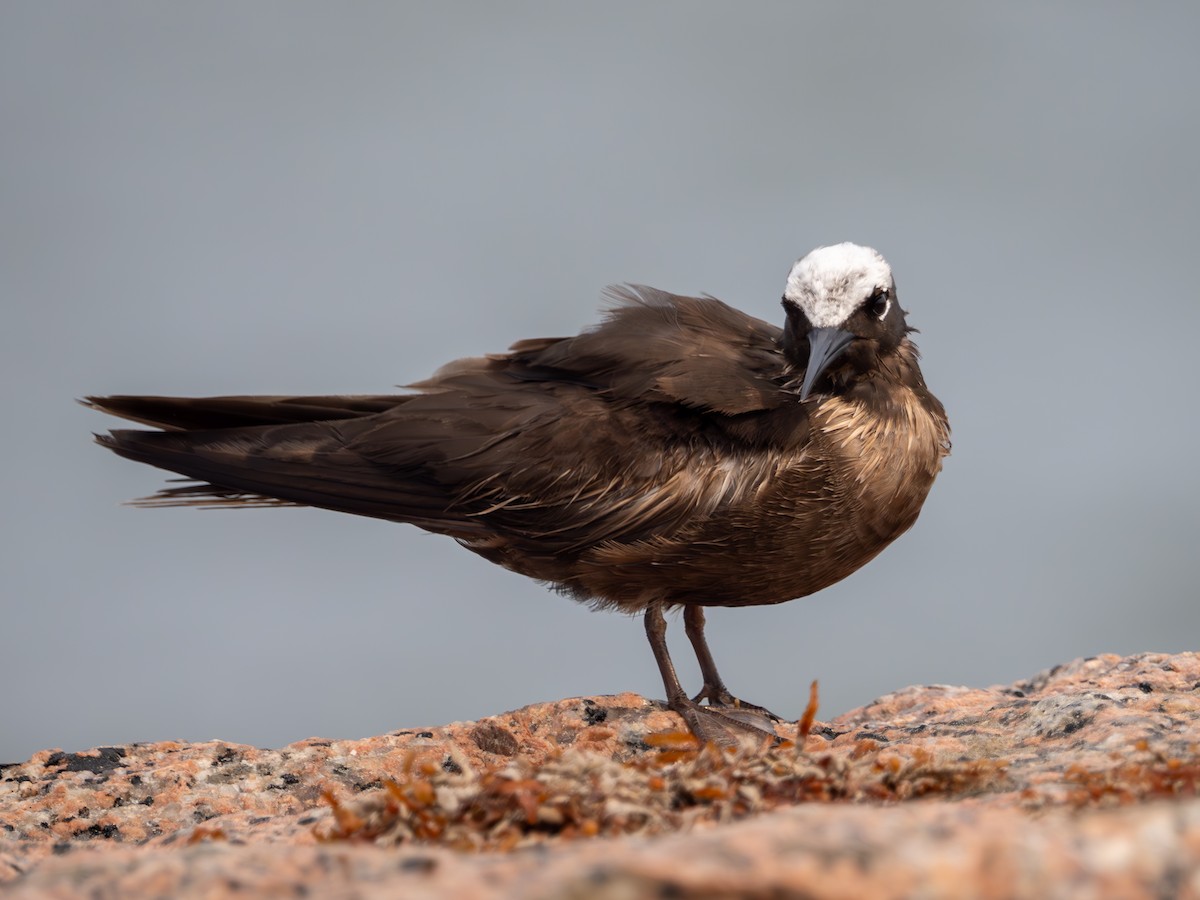 Black Noddy - ML618893081