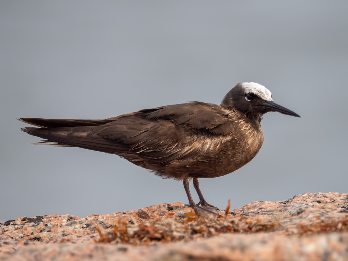Black Noddy - ML618893082