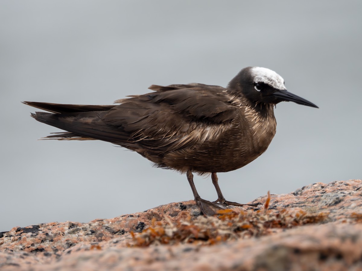 Black Noddy - ML618893083
