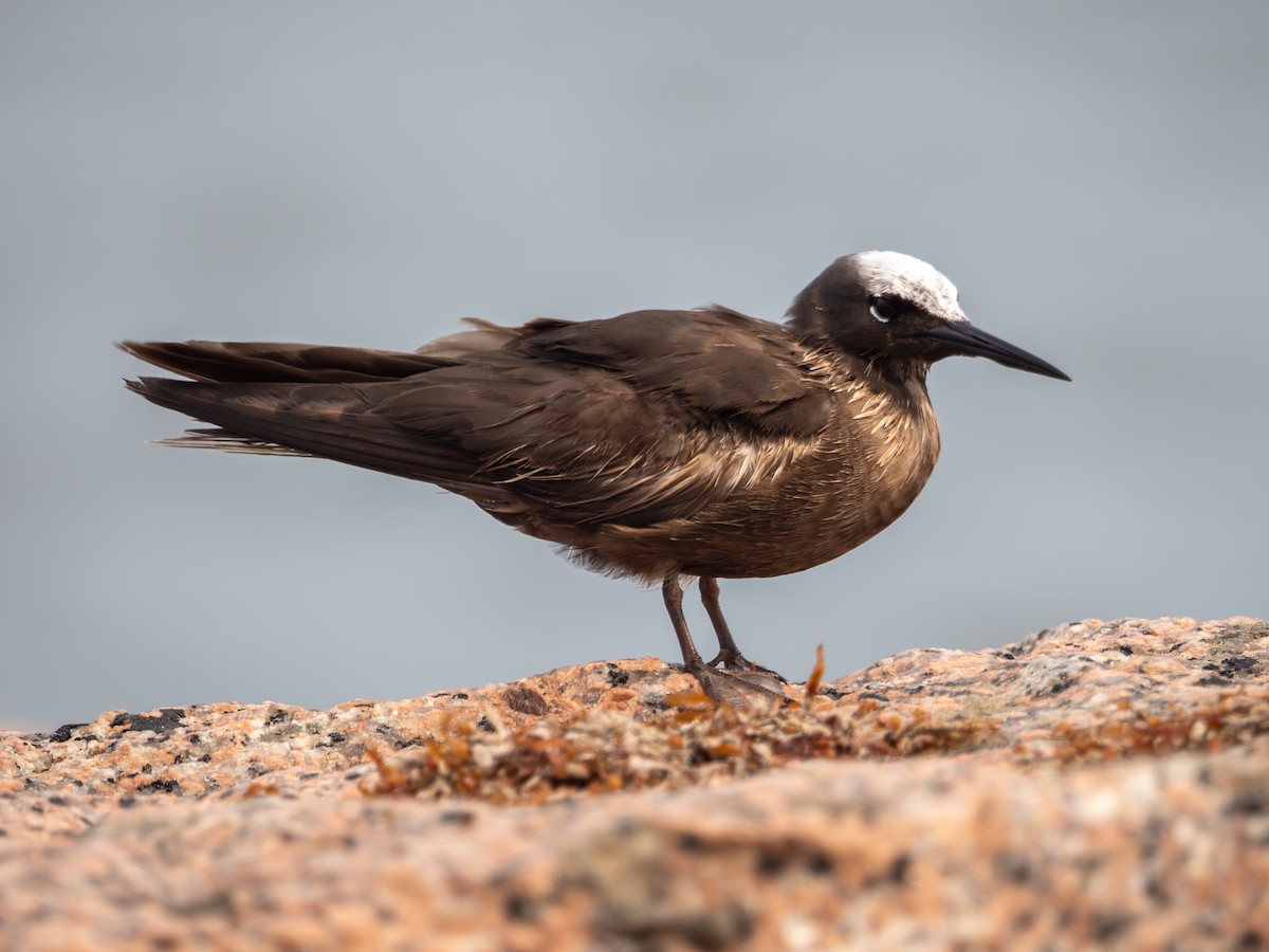 Black Noddy - ML618893084