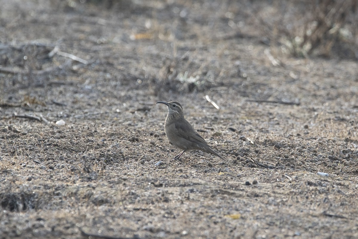 Patagonian Forest Earthcreeper - ML618893104