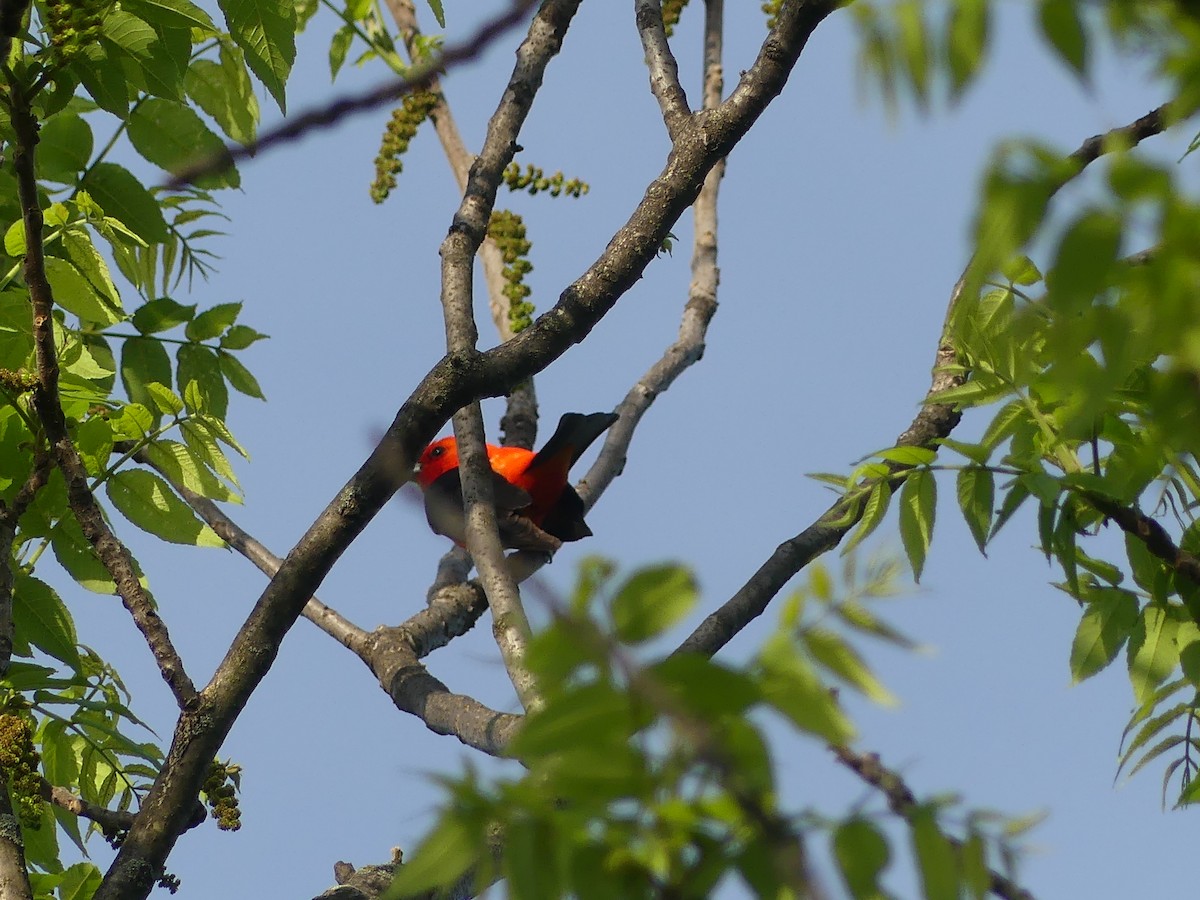 Scarlet Tanager - Anonymous