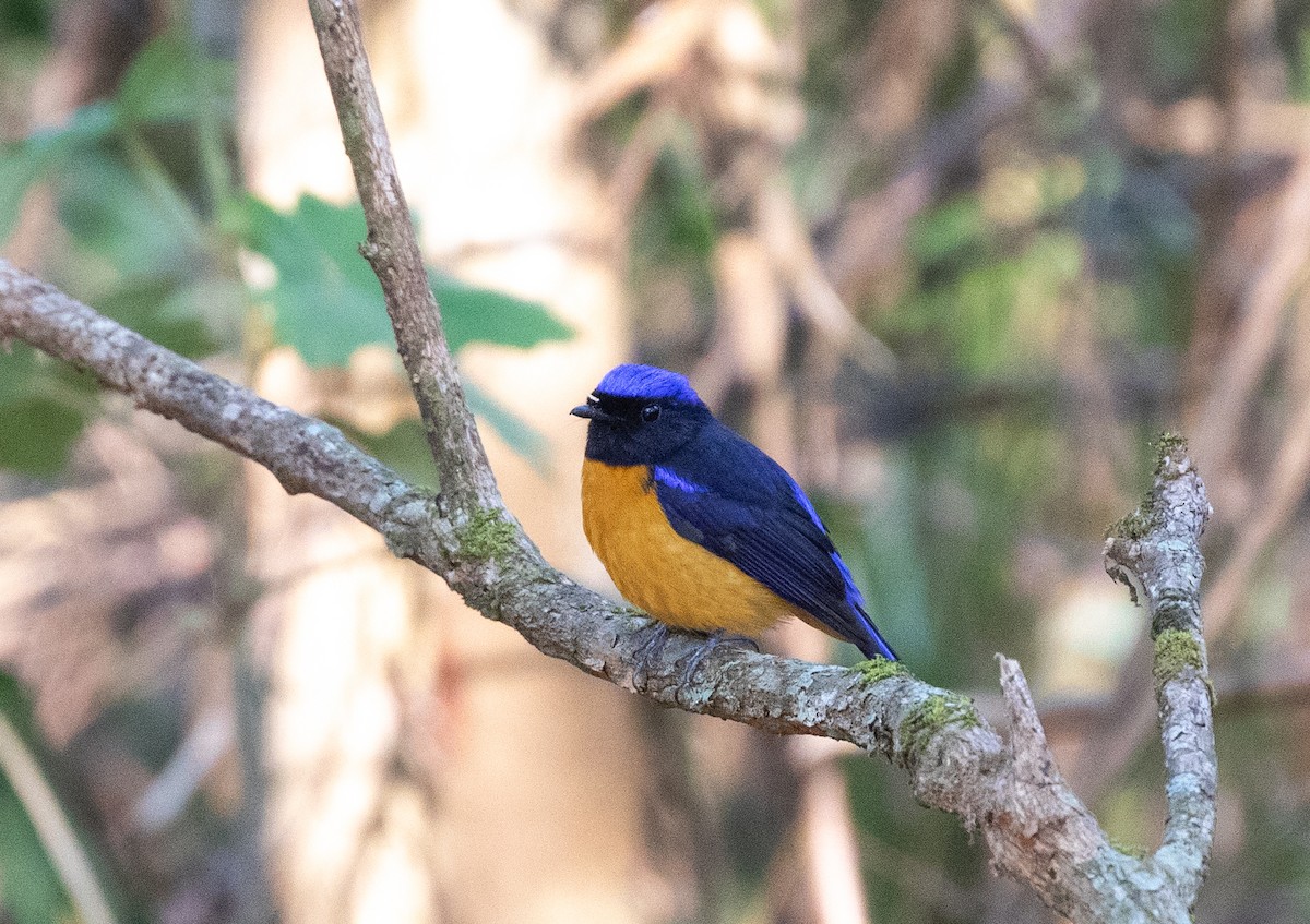 Rufous-bellied Niltava - Daniel Gornall