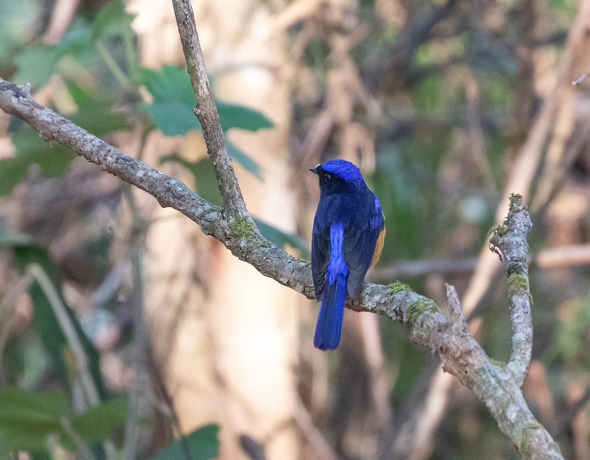 Rufous-bellied Niltava - Daniel Gornall