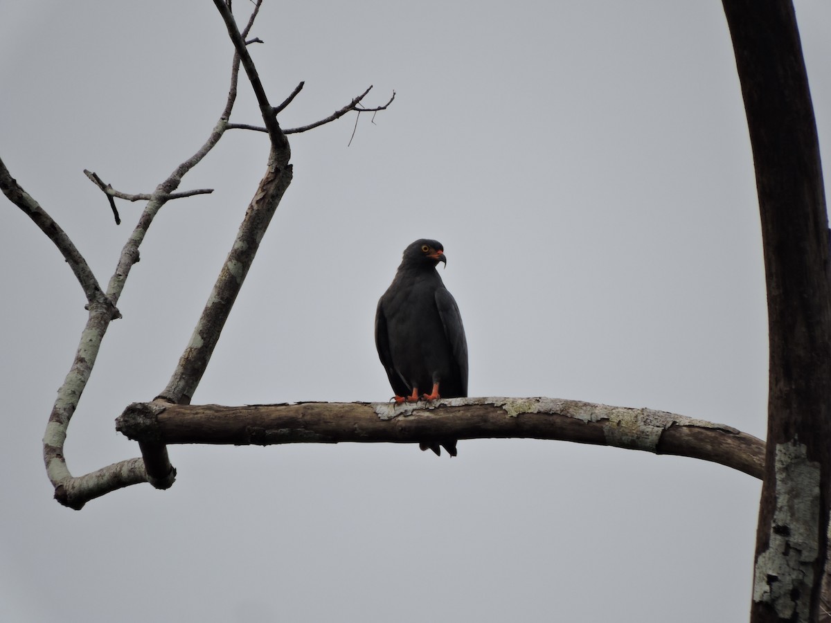 Slender-billed Kite - Gerardo Javier Gaviria Cuellar