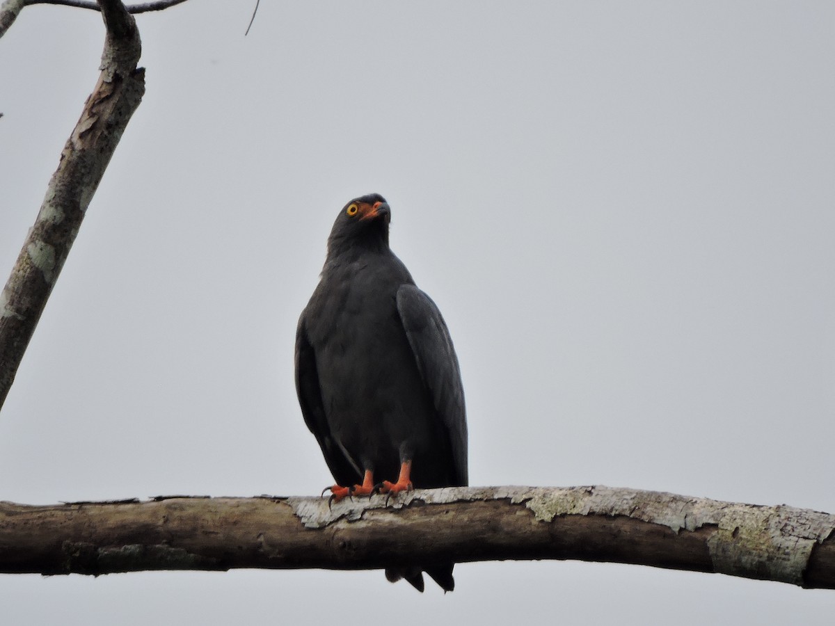 Slender-billed Kite - Gerardo Javier Gaviria Cuellar