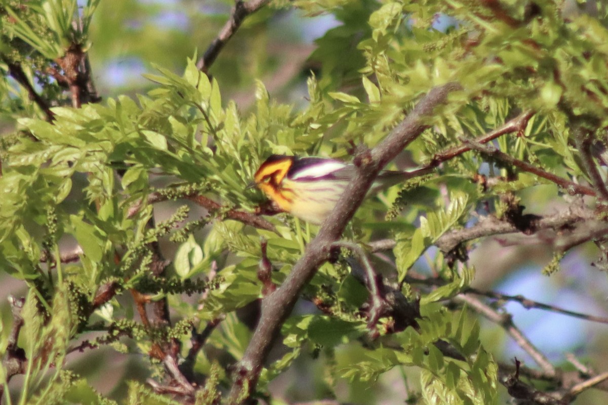 Blackburnian Warbler - ML618893154