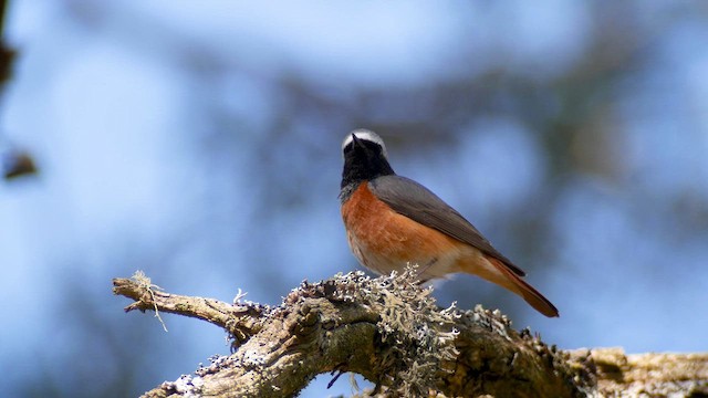 Common Redstart - ML618893180