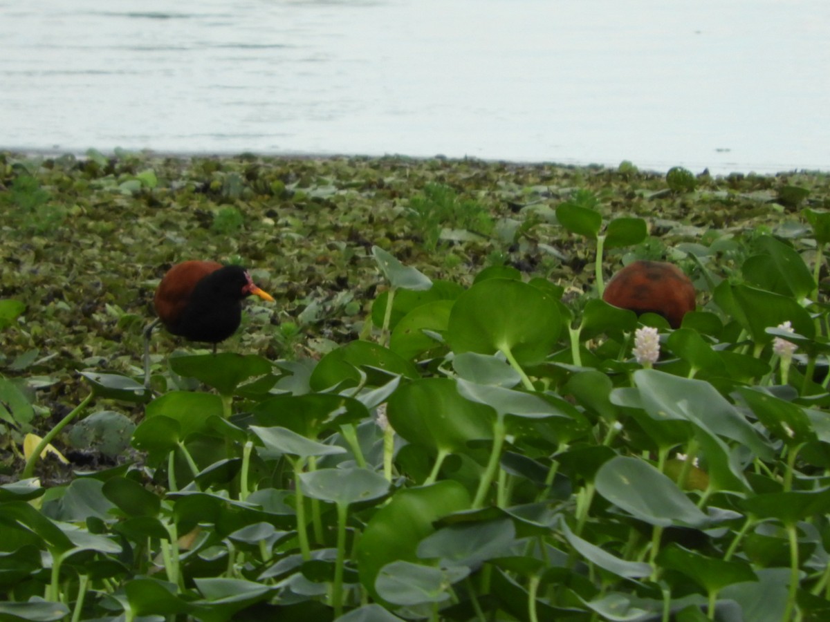 Wattled Jacana - ML618893187