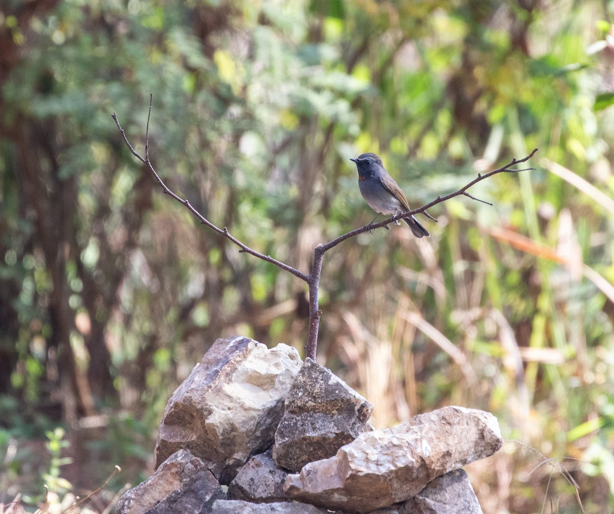 Rufous-gorgeted Flycatcher - Daniel Gornall