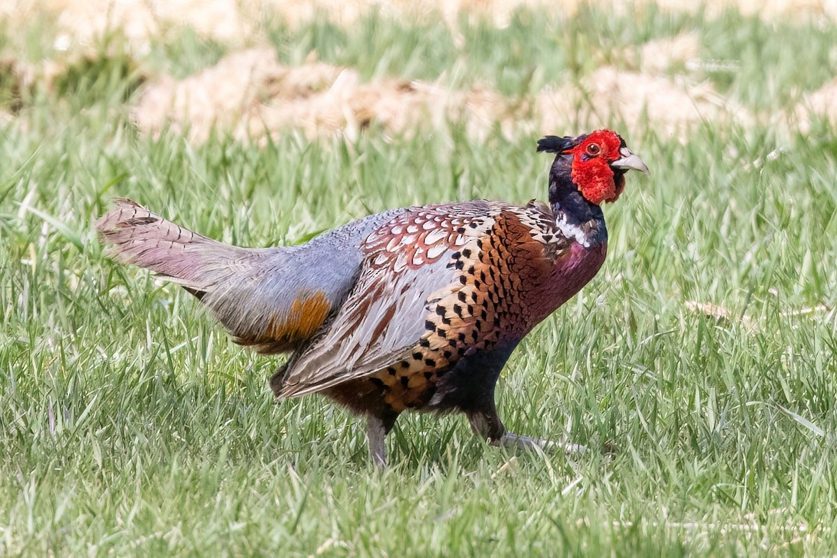 Ring-necked Pheasant - ML618893190