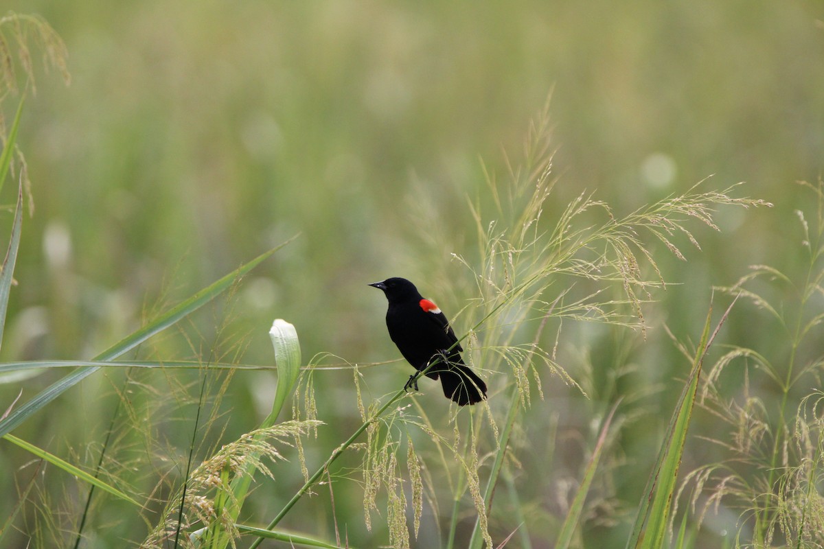 Red-winged Blackbird - M Alexander