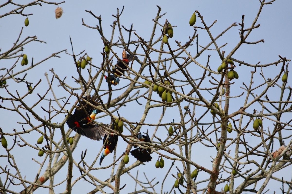 Channel-billed Toucan - ML618893207