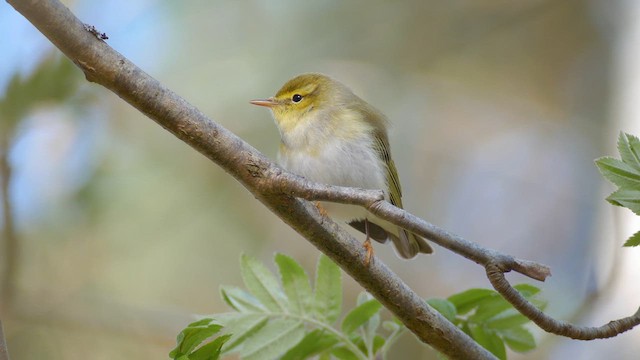 Wood Warbler - ML618893215