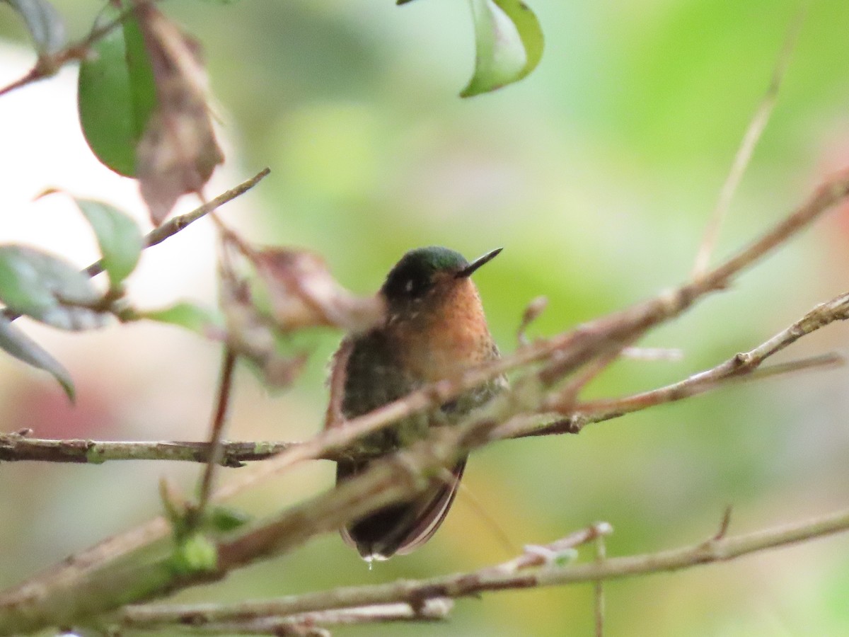 Tyrian Metaltail - Cristian Cufiño