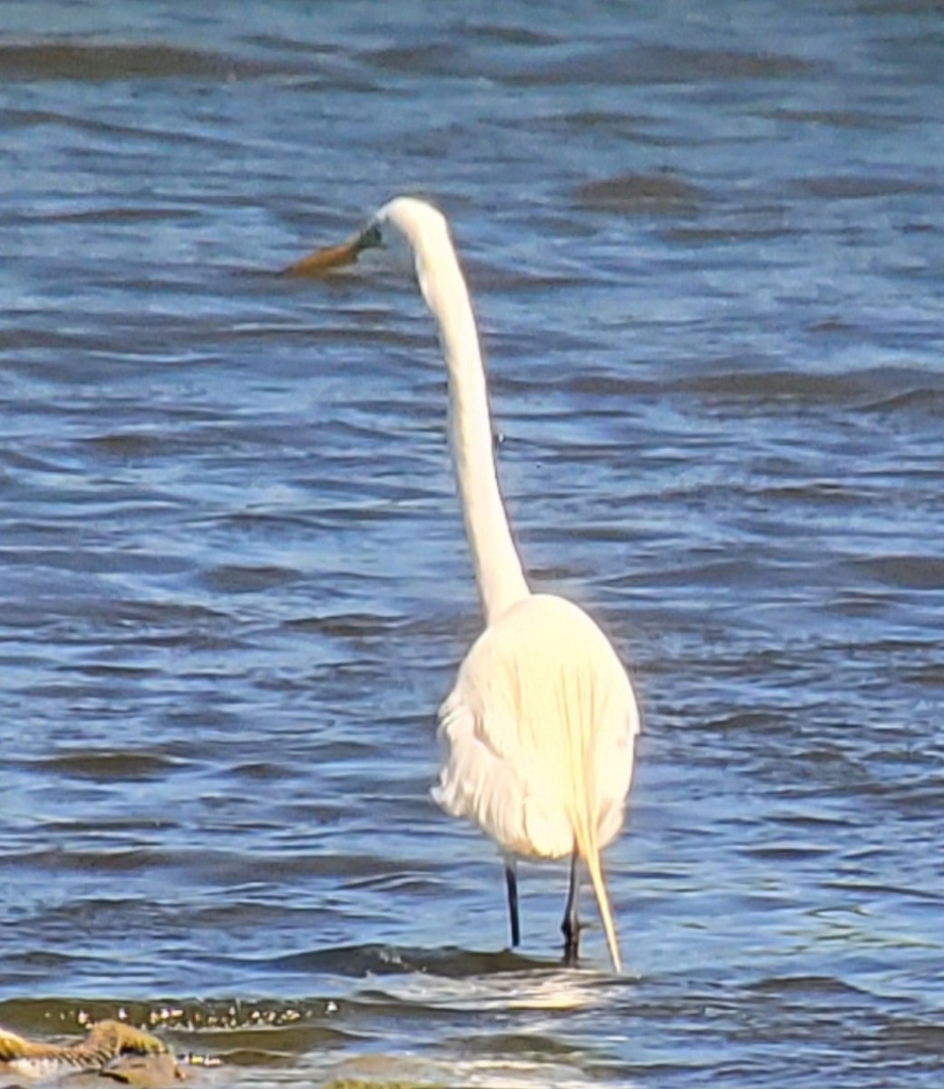 Great Egret - Nate Shipley