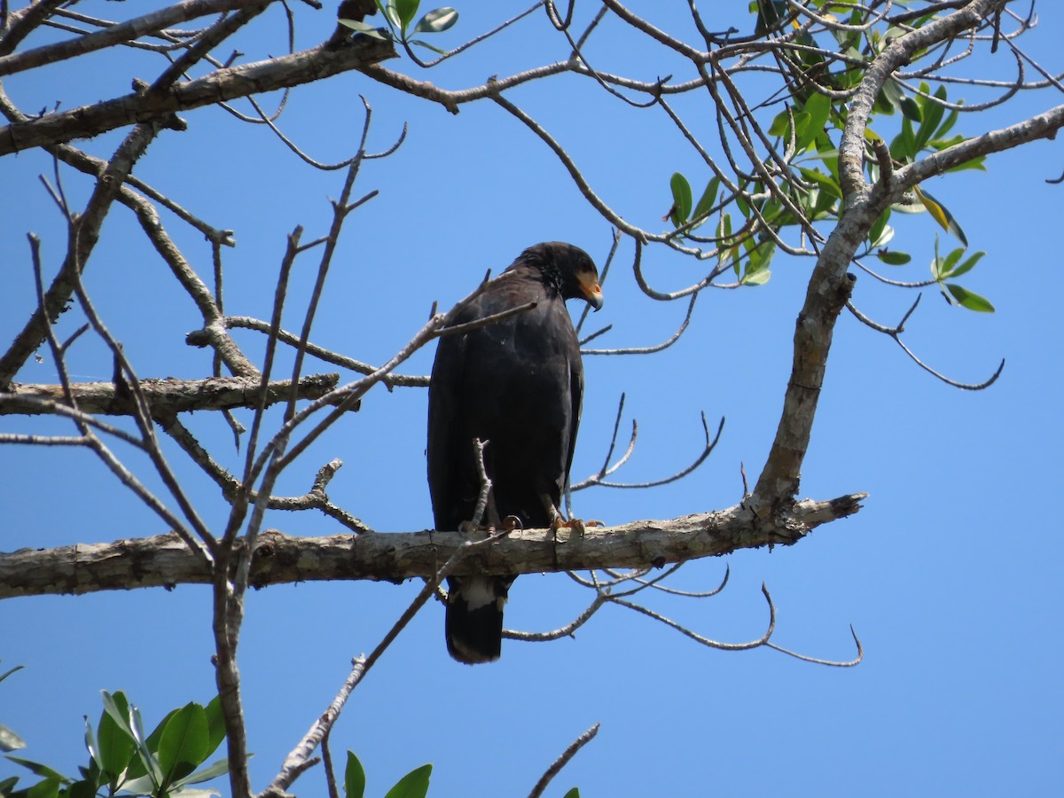 Common Black Hawk - Michelle Browning