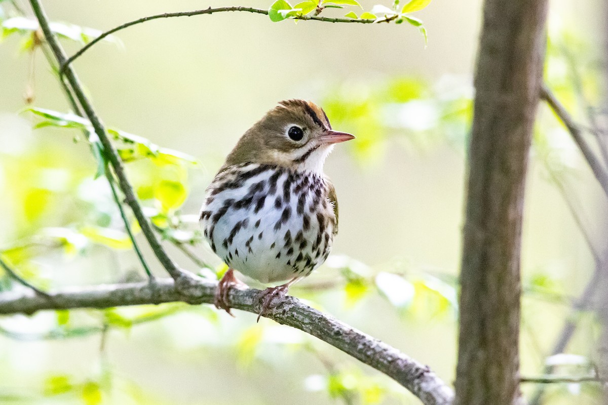 Ovenbird - Cameron Johnson