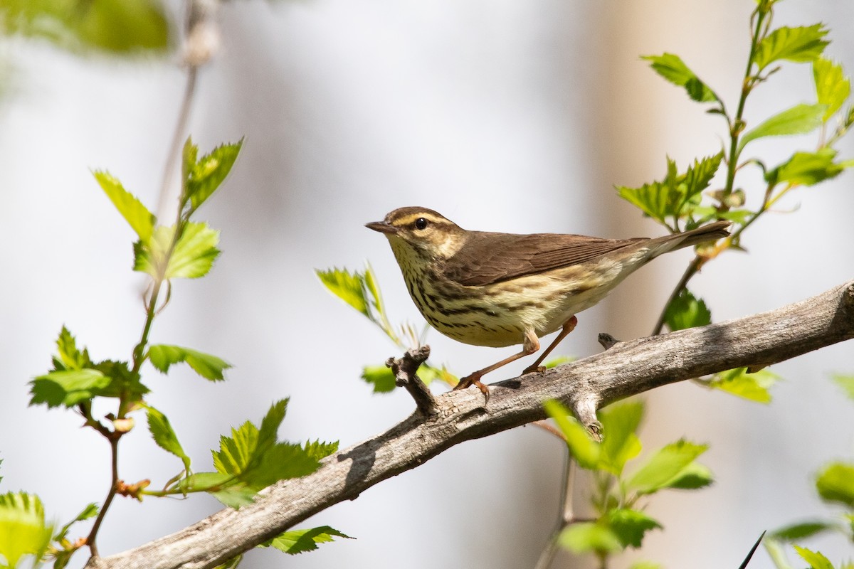 Northern Waterthrush - ML618893273