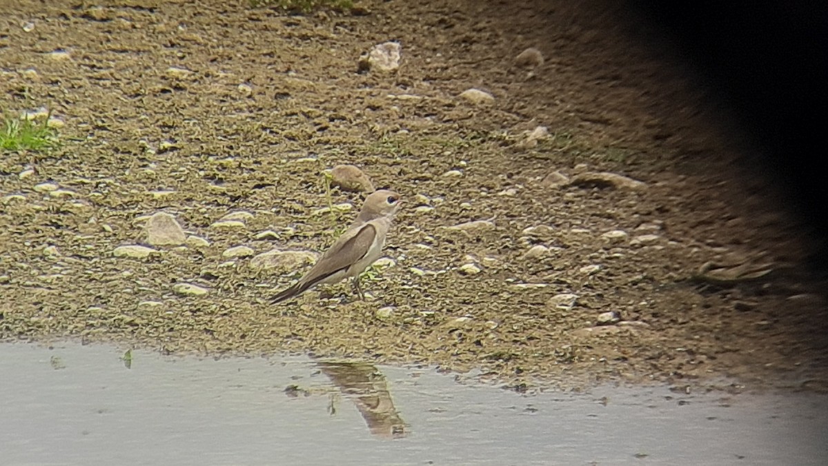 Small Pratincole - ML618893277