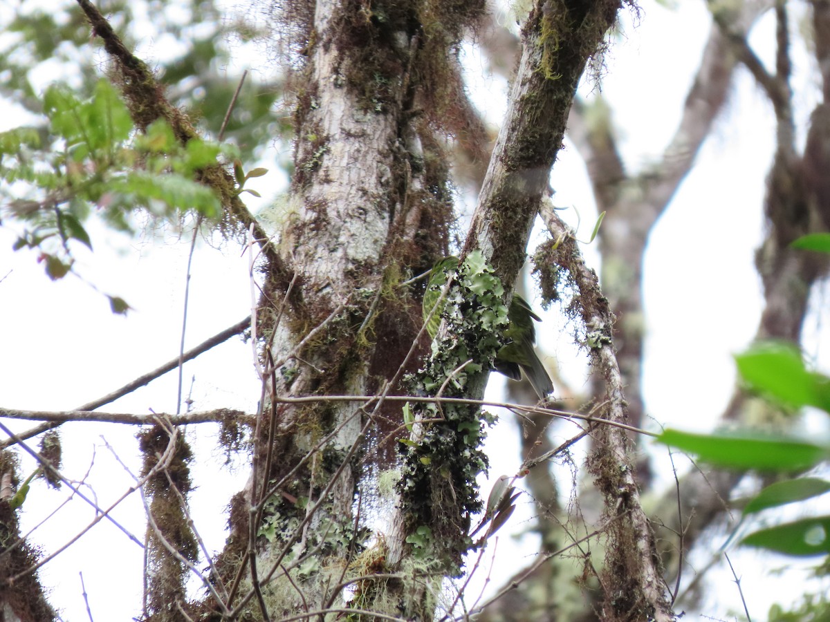 Green-and-black Fruiteater - Cristian Cufiño