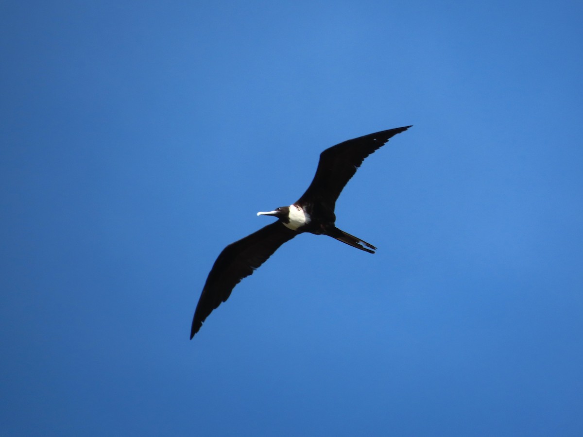 Magnificent Frigatebird - Michelle Browning