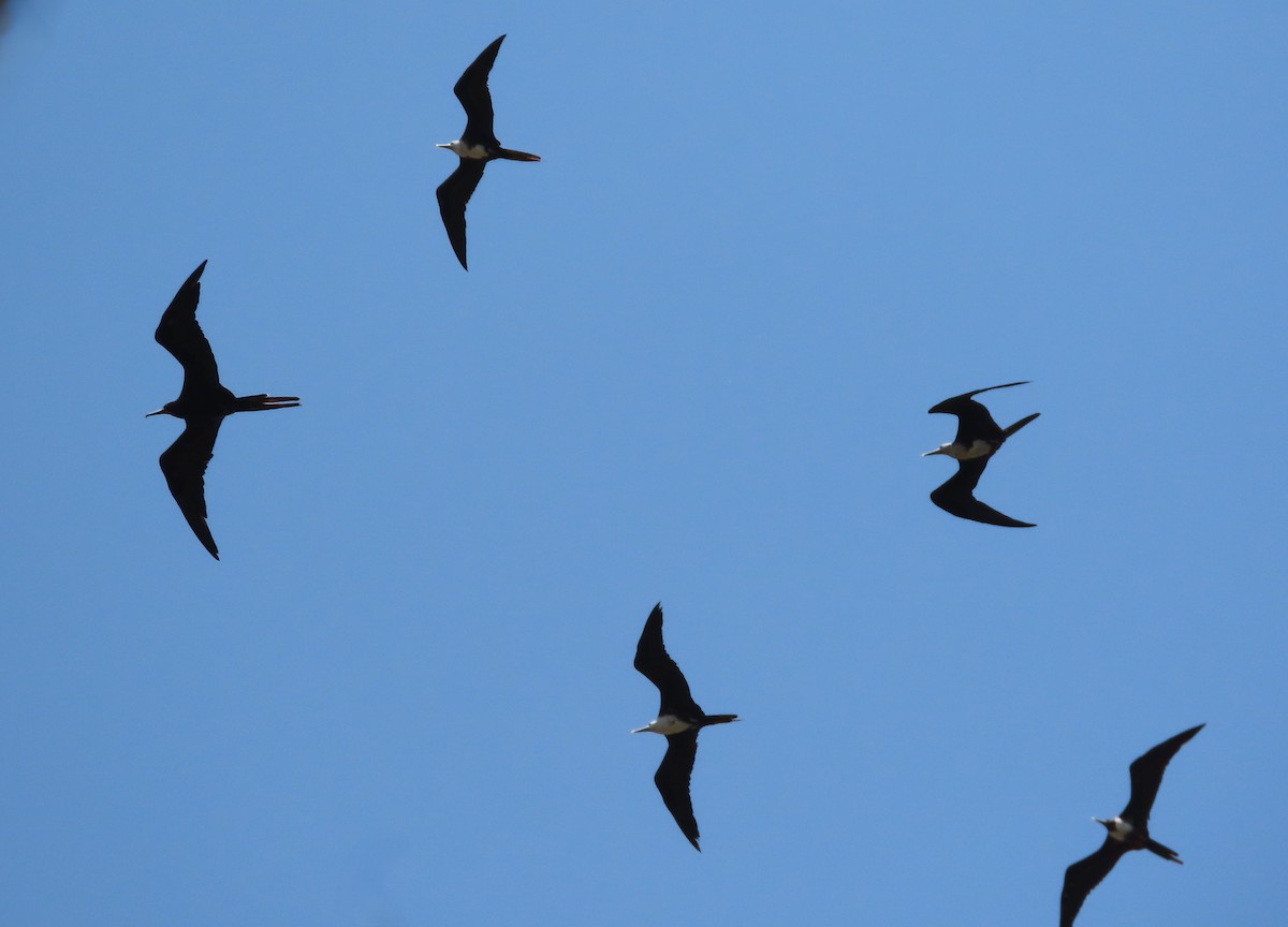 Magnificent Frigatebird - Michelle Browning