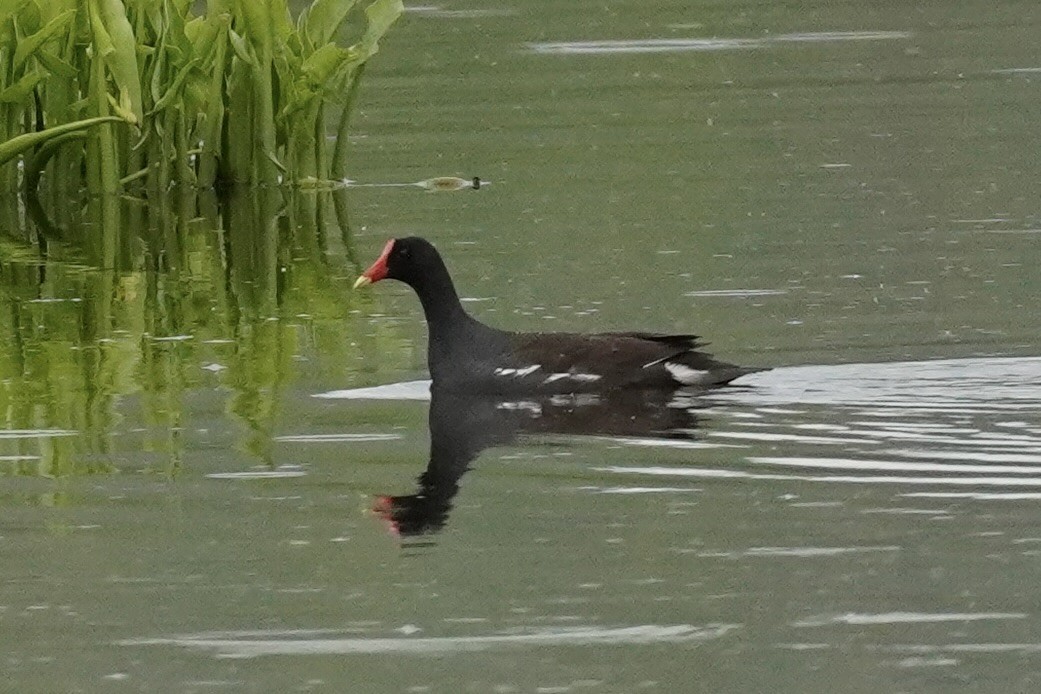 Common Gallinule - Terry Bohling